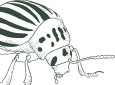 All Clear Pest Control Solutions